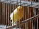 Canary Birds for sale in Waterloo, IA, USA. price: $125