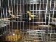 Canary Birds for sale in Temecula, CA, USA. price: NA