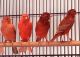 Canary Birds for sale in Mishawaka, IN 46544, USA. price: $65