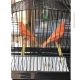 Canary Birds for sale in Charleston, SC, USA. price: NA