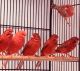 Canary Birds for sale in Mishawaka, IN 46544, USA. price: $75