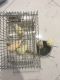 Canary Birds for sale in Staten Island, NY, USA. price: $60