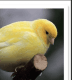 Canary Birds for sale in Vancouver, WA, USA. price: $120