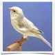 Canary Birds for sale in Vancouver, WA, USA. price: NA