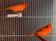 Canary Birds for sale in Mishawaka, IN 46544, USA. price: $200
