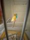 Canary Birds for sale in Dearborn Heights, MI, USA. price: NA