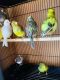 Canary Birds for sale in Newark, NJ, USA. price: NA