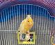 Canary Birds for sale in Brooklyn, NY 11234, USA. price: $250