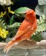 Canary Birds for sale in 707 Rysing Dr, Wilmington, DE 19809, USA. price: NA