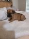 Cane Corso Puppies for sale in Frisco, TX, USA. price: $1,800