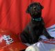 Cane Corso Puppies for sale in Jefferson City, MO, USA. price: NA