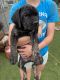 Cane Corso Puppies for sale in Sheridan, CO, USA. price: NA