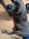 Cane Corso Puppies for sale in Munster, IN, USA. price: NA