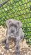 Cane Corso Puppies for sale in Syracuse, NY, USA. price: NA