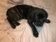 Cane Corso Puppies for sale in Knowles St, Raleigh, NC 27603, USA. price: NA