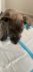 Cane Corso Puppies for sale in Chesterfield, MI 48051, USA. price: $1,000