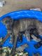 Cane Corso Puppies for sale in Hereford, AZ 85615, USA. price: NA