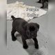Cane Corso Puppies for sale in Port Neches, TX, USA. price: $2,700