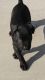 Cane Corso Puppies for sale in Apple Valley, CA, USA. price: NA