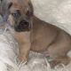 Cane Corso Puppies for sale in Milwaukee, WI, USA. price: $2,000