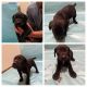 Cane Corso Puppies for sale in St Cloud, MN, USA. price: $800