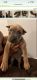 Cane Corso Puppies for sale in Baltimore, MD, USA. price: $3,500