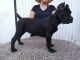 Cane Corso Puppies for sale in Austin, TX 78753, USA. price: NA