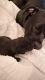 Cane Corso Puppies for sale in Trinity, FL, USA. price: NA