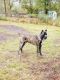 Cane Corso Puppies for sale in Fort Lee, VA, USA. price: NA