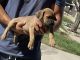 Cane Corso Puppies for sale in Hesperia, CA, USA. price: NA