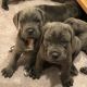 Cane Corso Puppies for sale in Woodruff, SC 29388, USA. price: NA