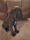 Cane Corso Puppies for sale in Hutchinson, KS, USA. price: $450