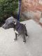 Cane Corso Puppies for sale in 15523 Pond Village Dr, Taylor, MI 48180, USA. price: NA