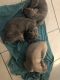Cane Corso Puppies for sale in Houston, TX, USA. price: $1,750