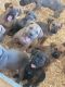 Cane Corso Puppies for sale in Bakersfield, CA 93314, USA. price: $3,000