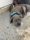 Cane Corso Puppies for sale in Richmond, VA, USA. price: $750