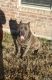 Cane Corso Puppies for sale in Waxahachie, TX 75165, USA. price: NA
