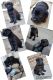 Cane Corso Puppies for sale in Denver, CO, USA. price: $1,100