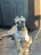 Cane Corso Puppies for sale in Wayzata, MN 55391, USA. price: $1,000