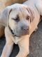 Cane Corso Puppies for sale in Denver, CO 80219, USA. price: $1,800