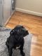 Cane Corso Puppies for sale in Fort Riley, KS, USA. price: $1,000