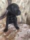 Cane Corso Puppies for sale in Pinon Hills, CA 92372, USA. price: $1,500