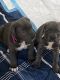 Cane Corso Puppies for sale in West Pittston, PA 18643, USA. price: $2,500
