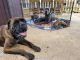 Cane Corso Puppies for sale in Friendswood, TX, USA. price: NA