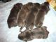 Cane Corso Puppies for sale in Woodruff, SC 29388, USA. price: $800