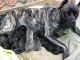 Cane Corso Puppies for sale in Charlotte, NC, USA. price: $2,500
