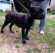 Cane Corso Puppies for sale in Raeford, NC 28376, USA. price: $1,000