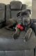 Cane Corso Puppies for sale in Henderson, NV, USA. price: $500