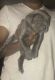 Cane Corso Puppies for sale in Cleveland, OH, USA. price: $1,200
