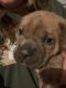 Cane Corso Puppies for sale in Indianapolis, IN, USA. price: $950